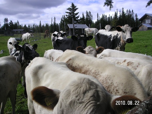 Fjällkor - mountain cows